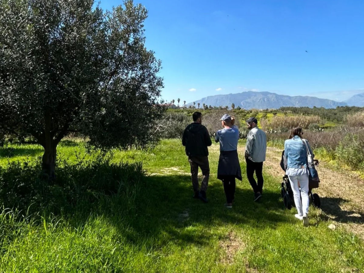 Tour Uliveti e Degustazione Olio e Vino in Sicilia – Esperienza a Balestrate