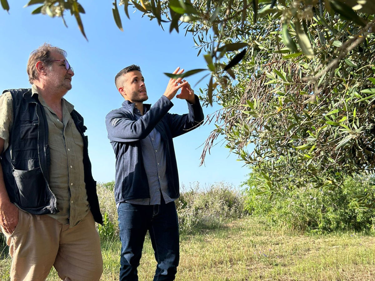 Tour Uliveti e Degustazione Olio e Vino in Sicilia – Esperienza a Balestrate