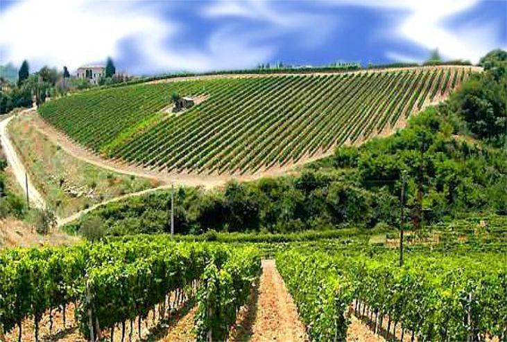 Il vino dal sapore antico Marsala – Tour cantina vinicola